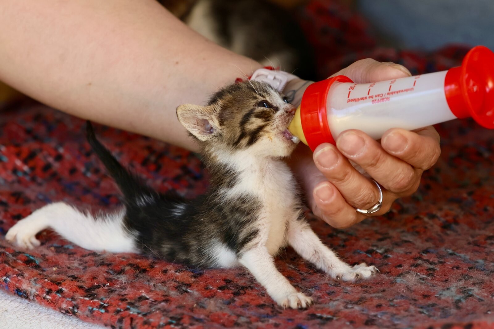 Una persona alimenta con biberón a un gatito rescatado