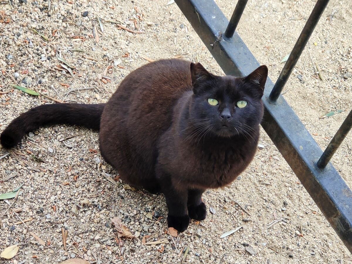Gata comunitaria negra en el exterior