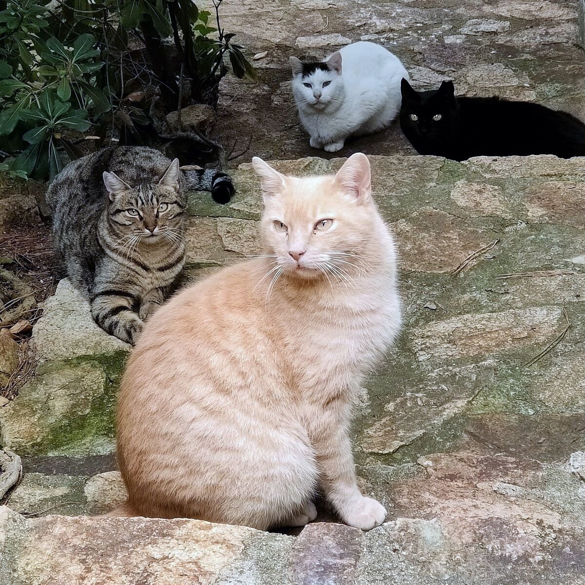 Cuatro gatos comunitarios reunidos en una colonia